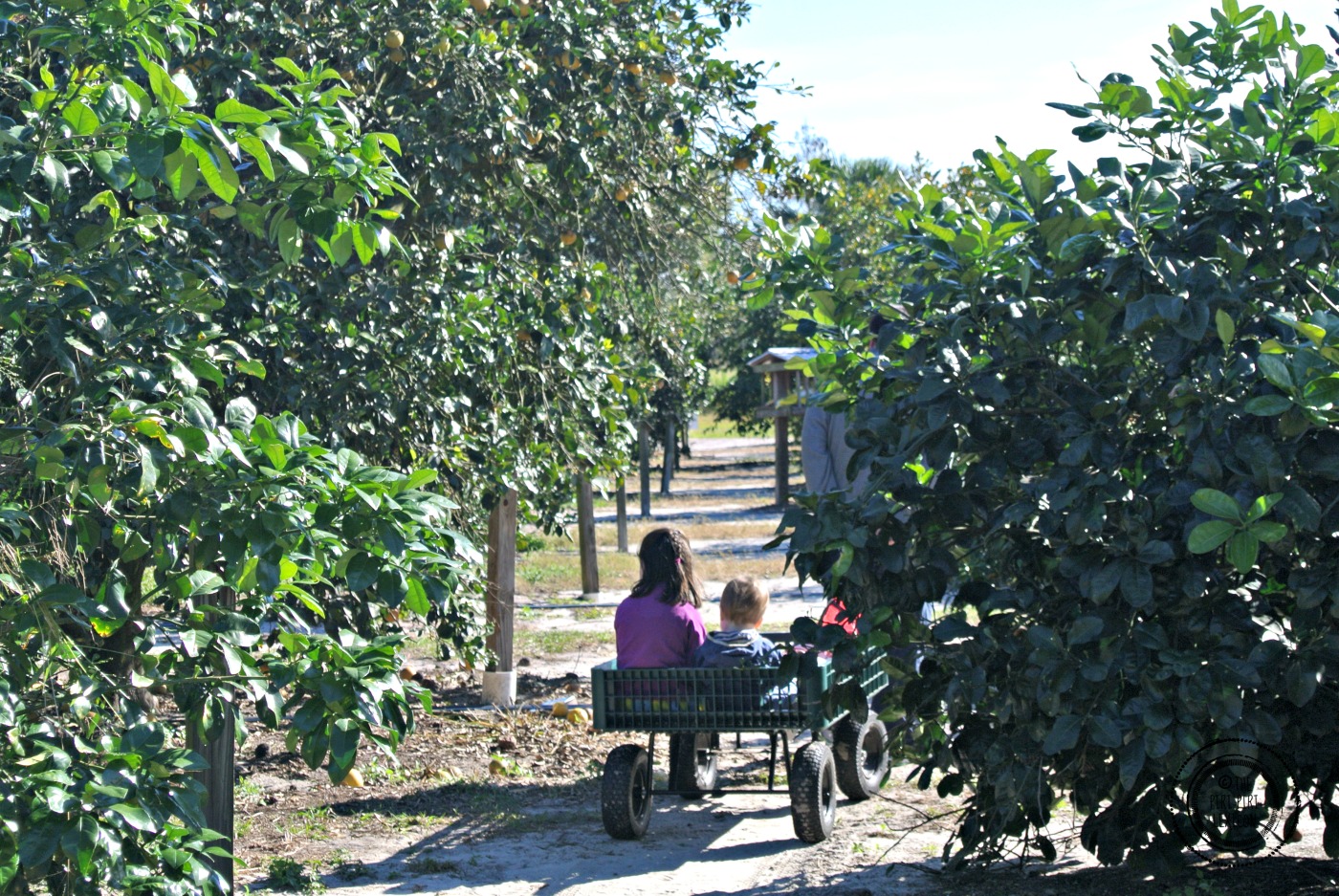 Orange picking in Orlando the piripiri lexicon