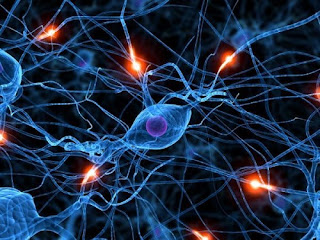 Anatomi Sistem Saraf: Struktur Neuron, Sistem Saraf Pusat, dan Periferi_