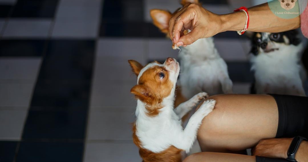 What do Chihuahuas Like to Eat and What to avoid?
