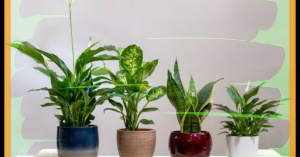 5 Jenis Tanaman Hias Yang Paling Banyak Peminatnya Kliktani Com