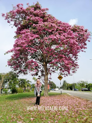 malaysia sakura tree name  pokok bunga sakura malaysia  flowering trees in malaysia  cherry blossom  tecoma flowers  tecoma tree  sakura malaysia scientific name  tecoma tree malaysia price Sakura In Malaysia pokok Tecoma pokok kertas tisu, pokok terumpit Pink trumpet tree, Pink poui, Pink tecoma Rosy trumpet tree Tabebuia rosea