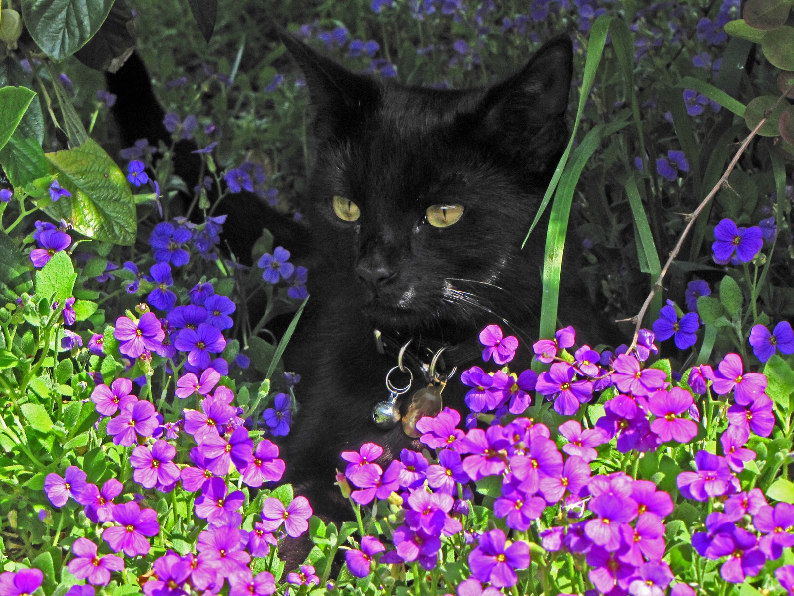 Cats in Gardens Visiting Cat