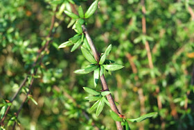 Nepalensis Stock Photos Nepalensis Stock Images Page 3 Alamy