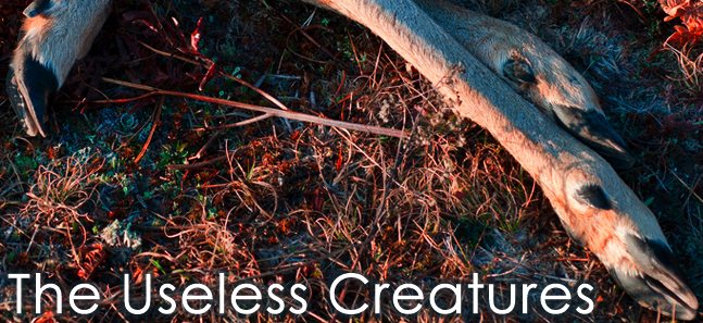 The Useless Creatures