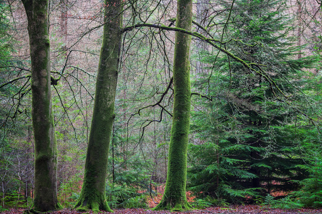 Three green trees in the New Forest National Park on an overcast day