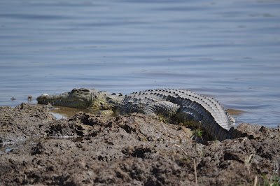 Día 7:Daytrip en Moremi GR - Botswana y Cataratas Victoria. Viaje por libre de 19 dias (10)