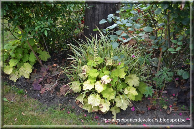 Au Gre Du Jardin L Embarras Du Choix Parmi Les Choisyas