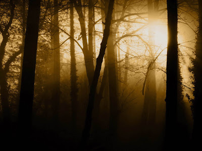 Tom Wood Honda >> wallpapers: Twilight Forest Tom Wood Honda >> wallpapers: Twilight Forest