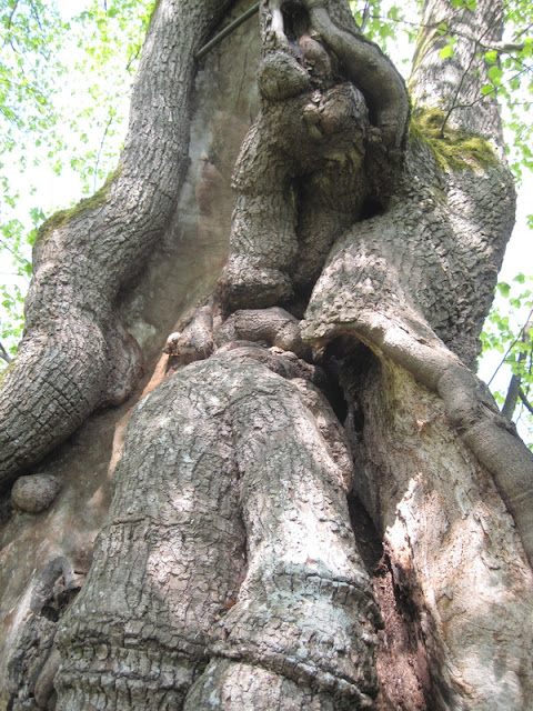 EL TILO DEL DUQUE TASSILO