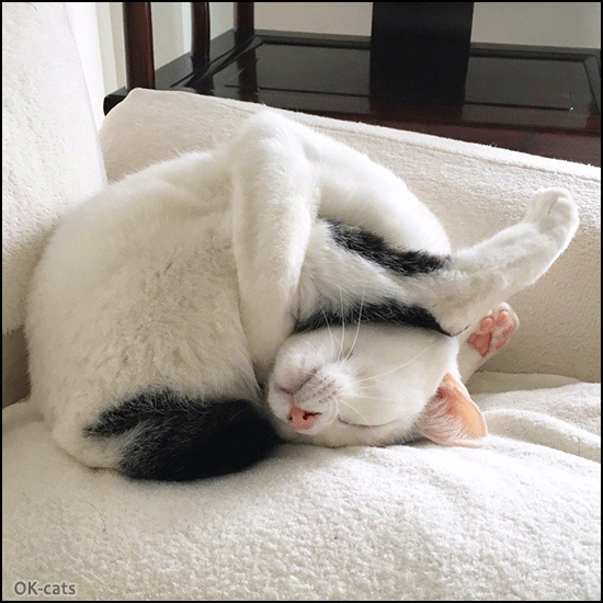 Art Cat GIF • Amazing boneless cat doing acrobatic Yoga, then spinning in circles faster and faster like a hairball Art Cat GIF • Amazing boneless cat doing acrobatic Yoga, then spinning in circles faster and faster like a hairball