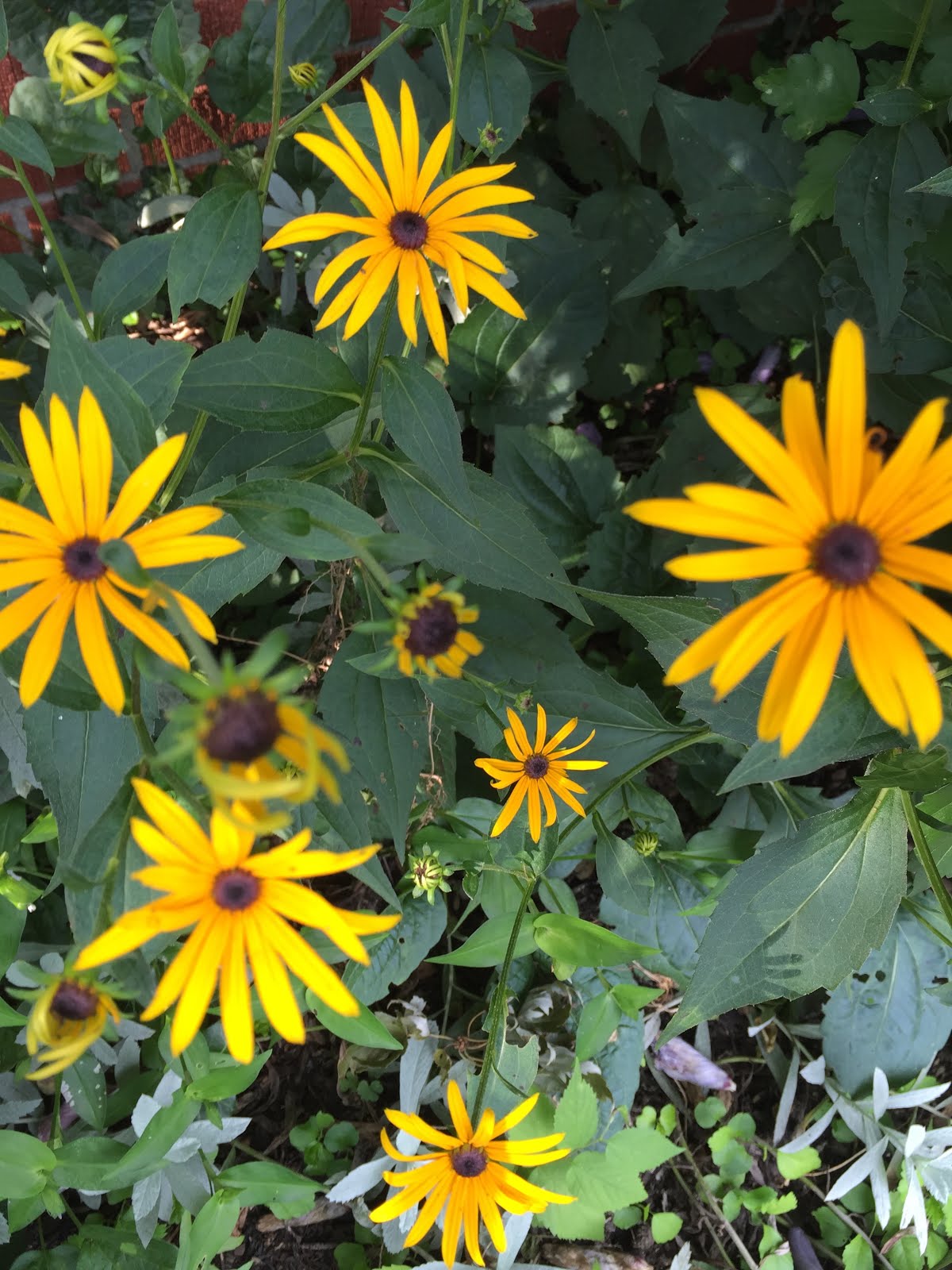 Summer's Black Eyed Susan's