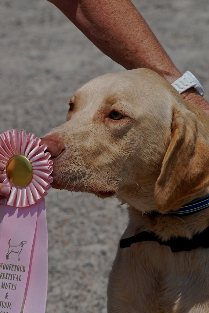 Woofstock Aiken FOTAS Photos of the Competitive Events at Highfields