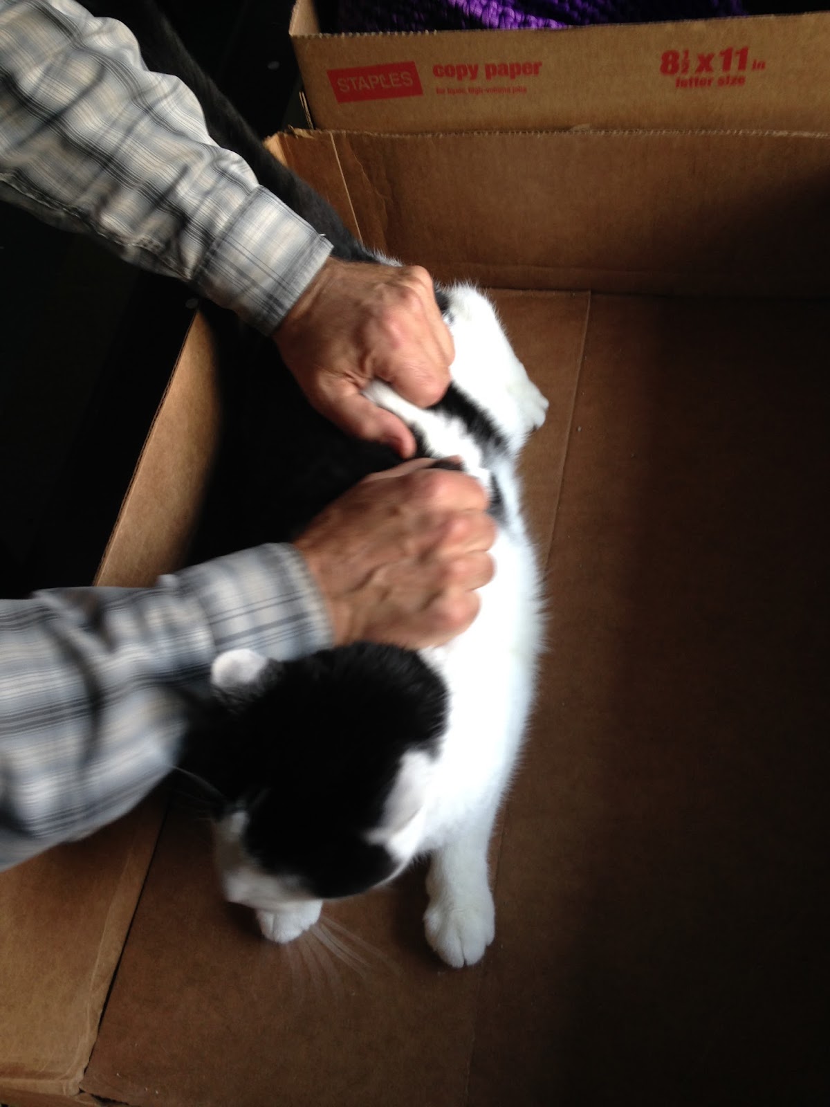 Eastside Cats Lesson The Fur Pull