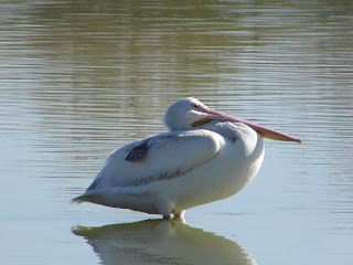 Adult Pelican with ID Tag