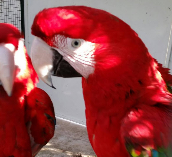 Pet Birds Veterinary Assisting, Parrots Cages, Pet Birds Sitters