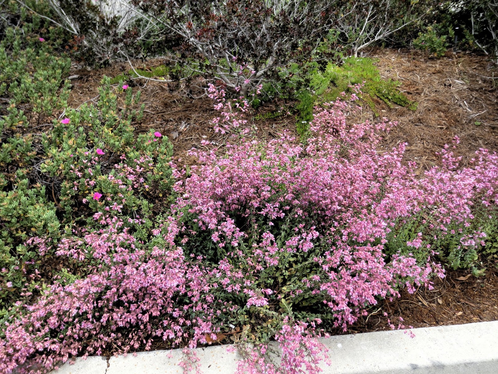 Late to the Garden Party: Nursery Visit: Roger's Gardens