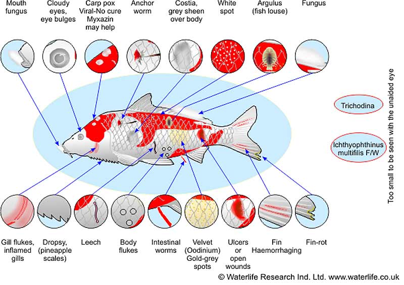 cara memelihara ikan koi - penyakit2 ikan koi