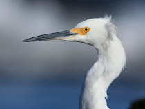 Aves que vi en Uruguay