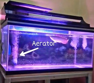 10 Perlengkapan Aquarium Dan Fungsinya Untuk Ikan Hias Infoikan Com