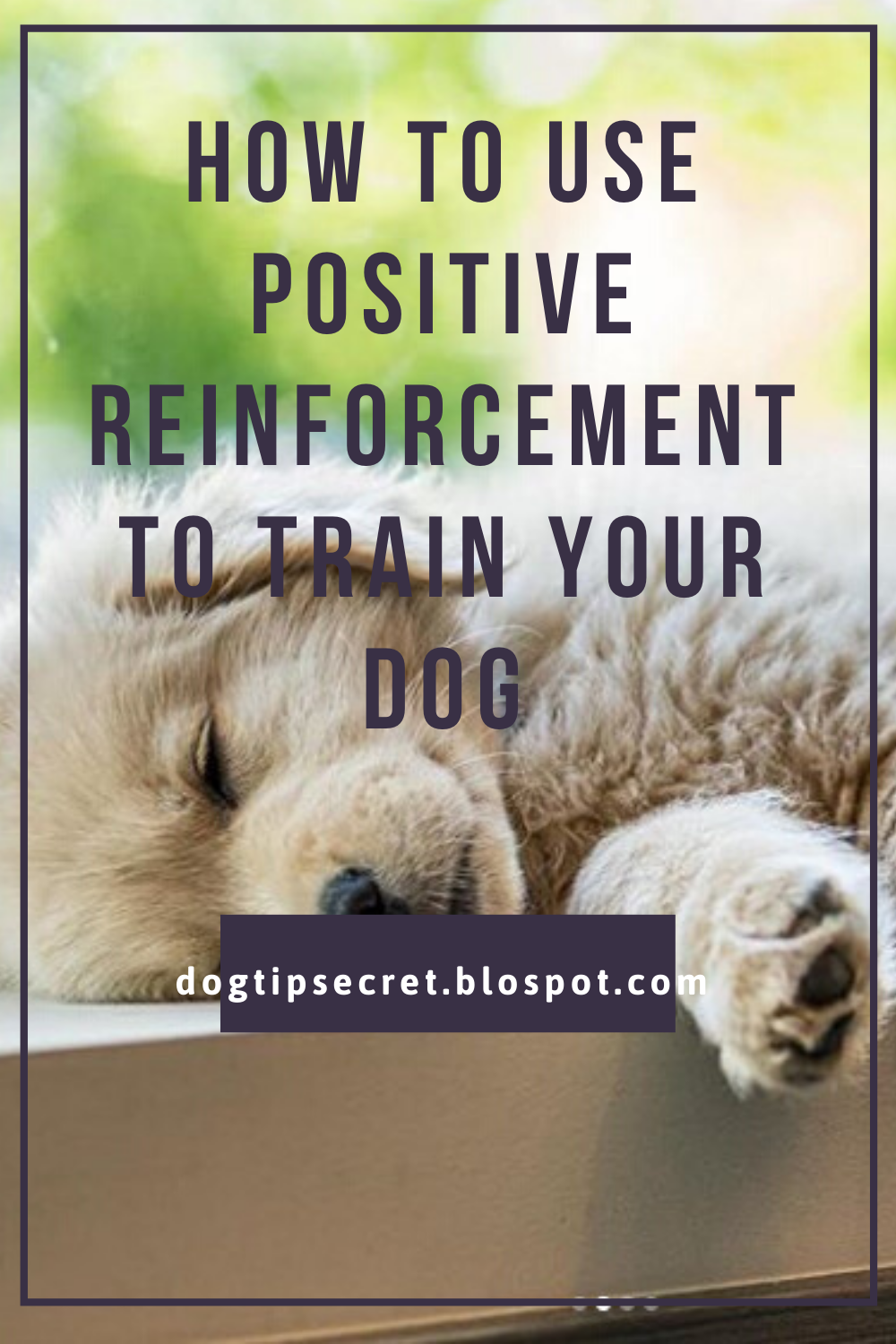 How to Use Positive Reinforcement to Train Your Dog Dog Tips Secret