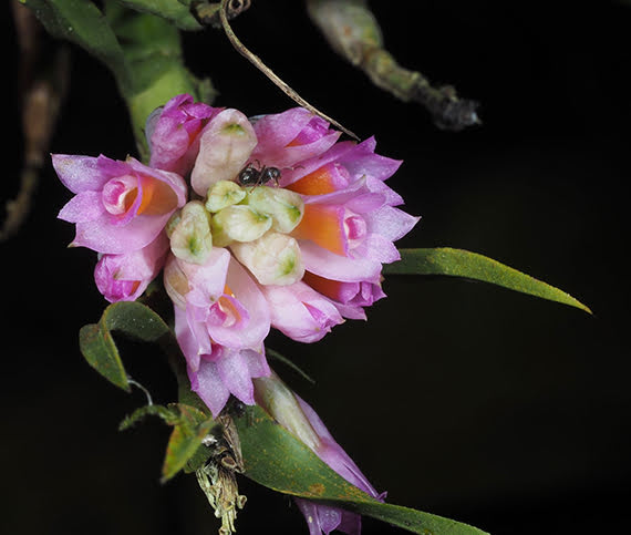Dendrobium caliculi-mentum