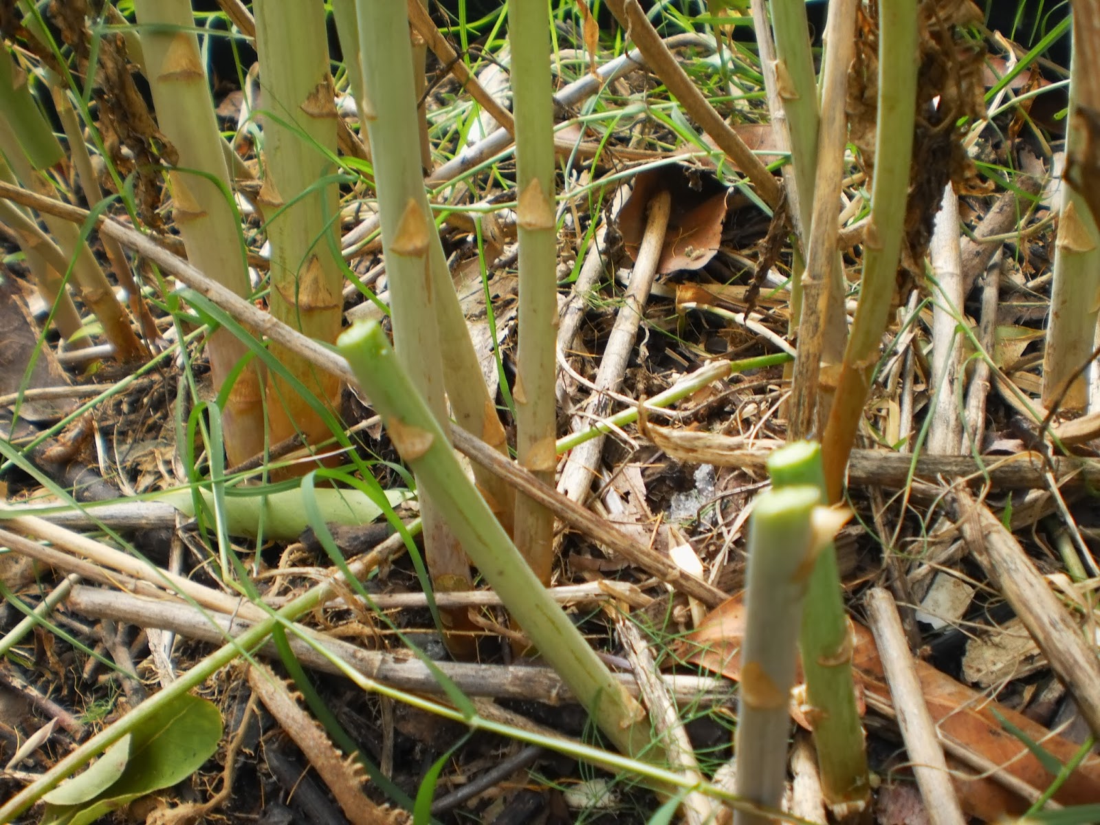 Growing asparagus in Brisbane Winter update!