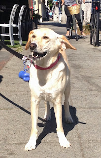 bella, yellow dog, walk