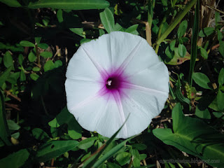 Fresh Blooming Flower Of Sweet Potato Or Ipomoea Batatas Grow Wild In The Fields North Bali Indonesia