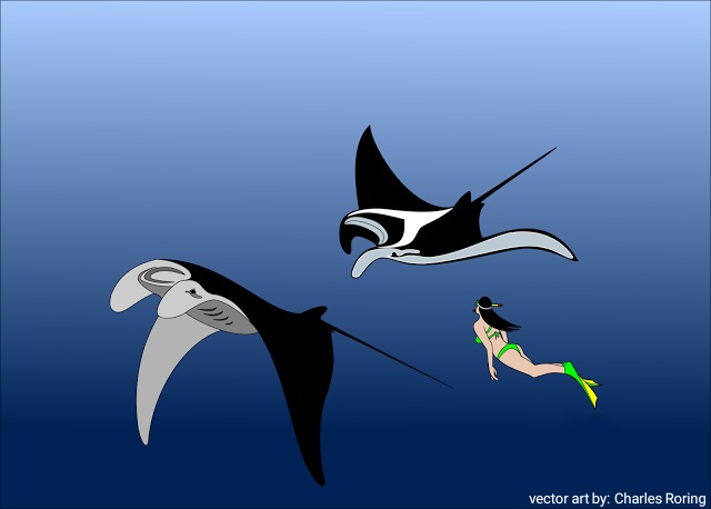Manta Vector Drawing Freediving to see Manta in Raja Ampat