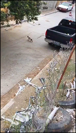 Crazy cat GIF • Fast and furrious low cost crazy kid (girl) driving a small car hitting a poor kitten Crazy cat GIF • Fast and furrious low cost crazy kid (girl) driving a small car hitting a poor kitten