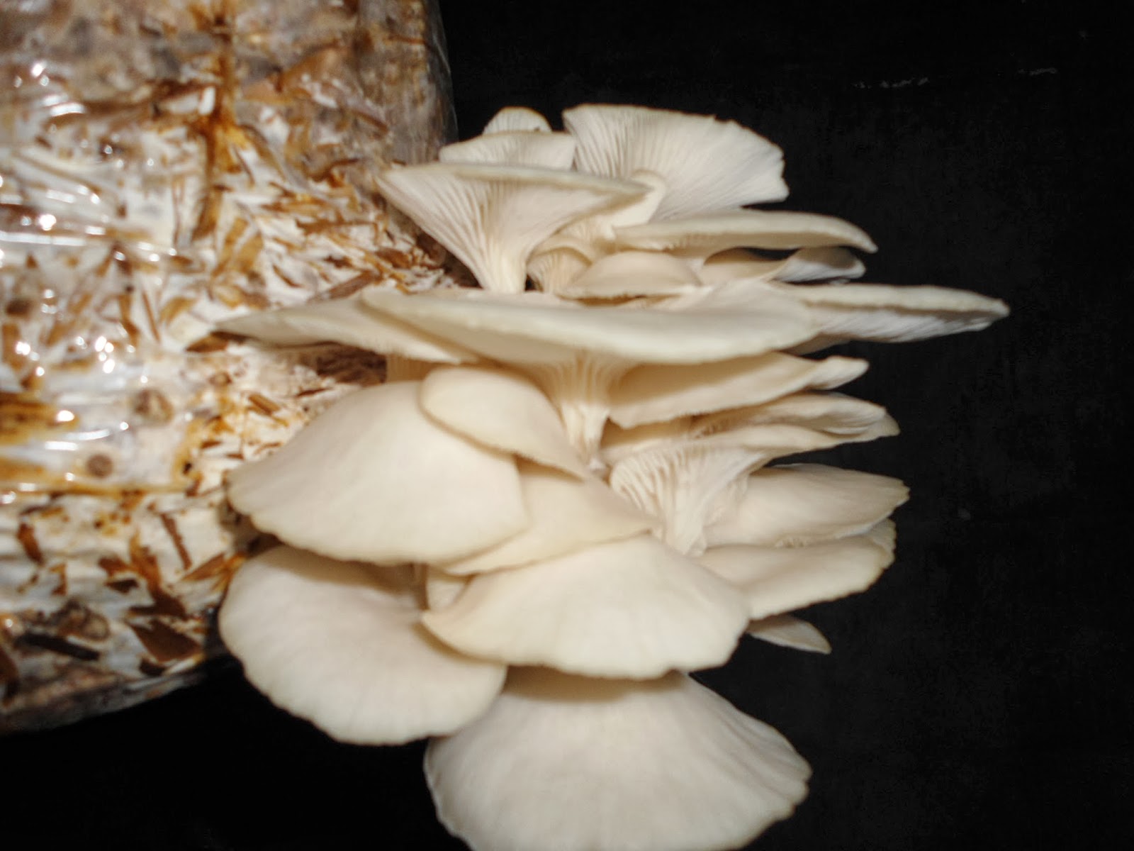 White Oyster Mushrooms