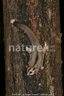 Planeador del azúcar (Petaurus breviceps)