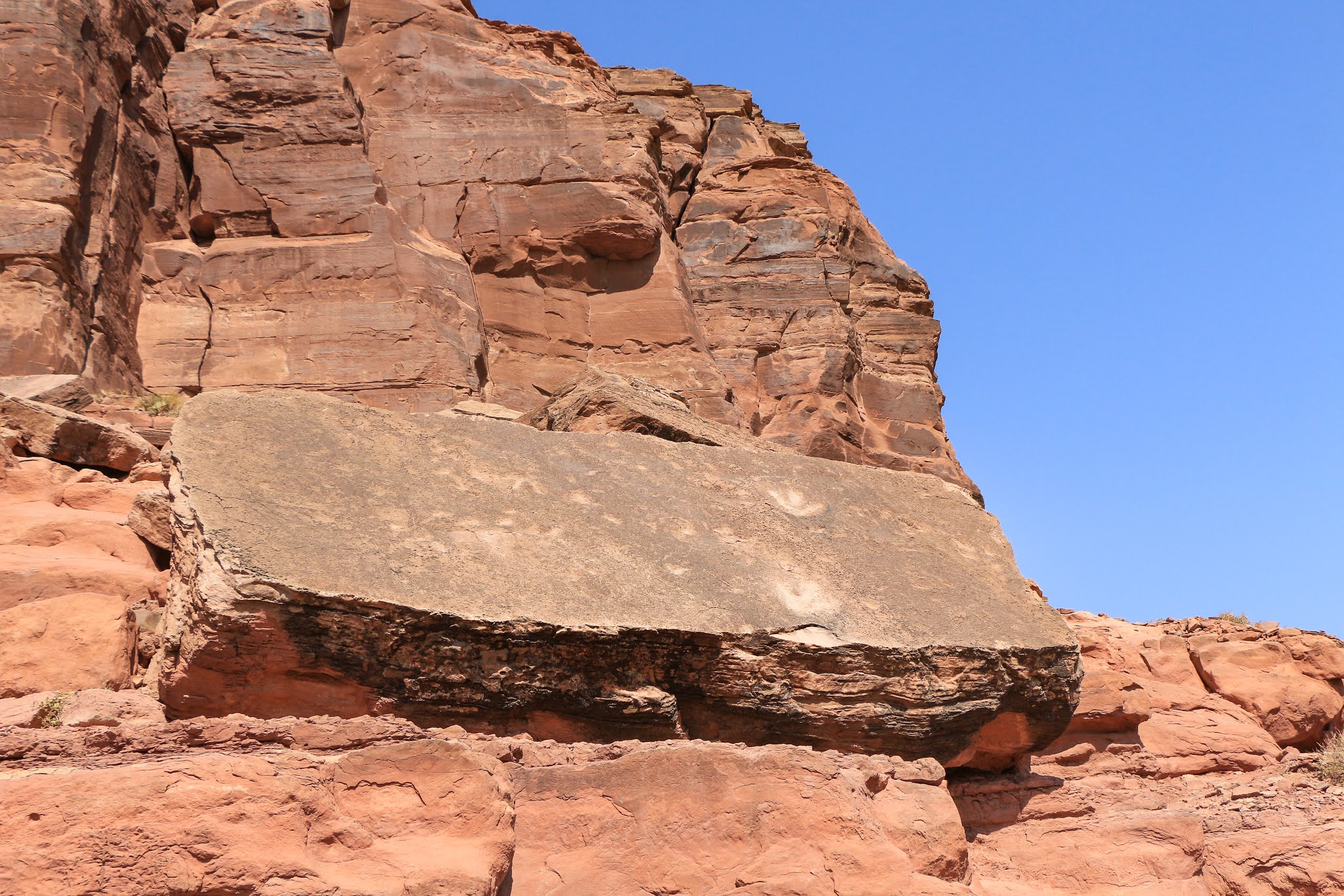 The Paleoveterinarian Moab Dinosaur Tracks