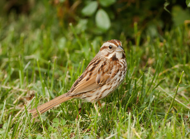 Song Sparrow - Central Park, New York