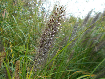 Grasses for flowers Reasons to Grow Ornamental Grasses in Your Garden Green Fingered Blog
