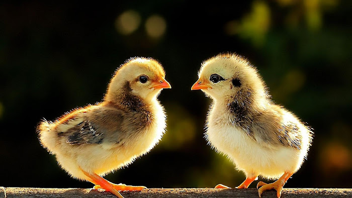 Chicks Easter Wallpapers  Wallpaper Cave