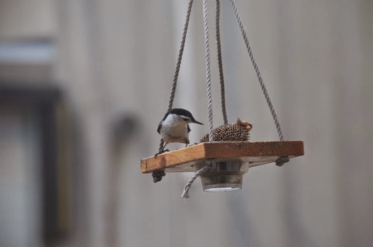 Hmm Do I see anything good? (photo by Trisha Field)