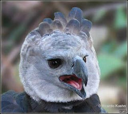 harpy eagle bird birds eagles strongest harpia weird rainforest animals wikipedia aguila monkey september 2008 harpyja largest canopy yasuni take
