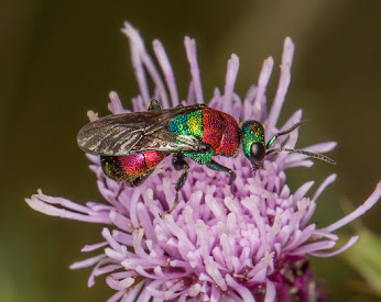 Rubytail Wasp