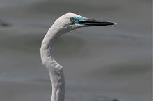 Great Egret_2011