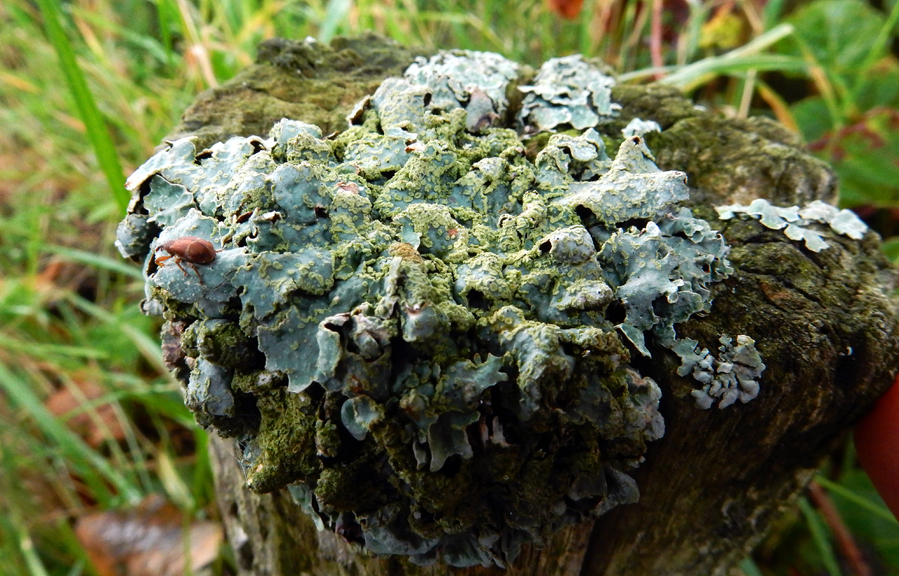 Jozef van der Heijden Natuurfotografie Groot Schildmos bladvormige korstmos