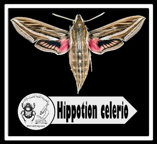 عثة ورق العنب المنقطة Hippotion celerio الوصف المورفولجي ودورة الحياة وطرق المكافحة