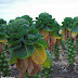 Tips for Growing Brussels Sprouts