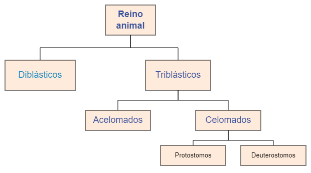 Rincon Cientifico: Taxonomía del reino animal