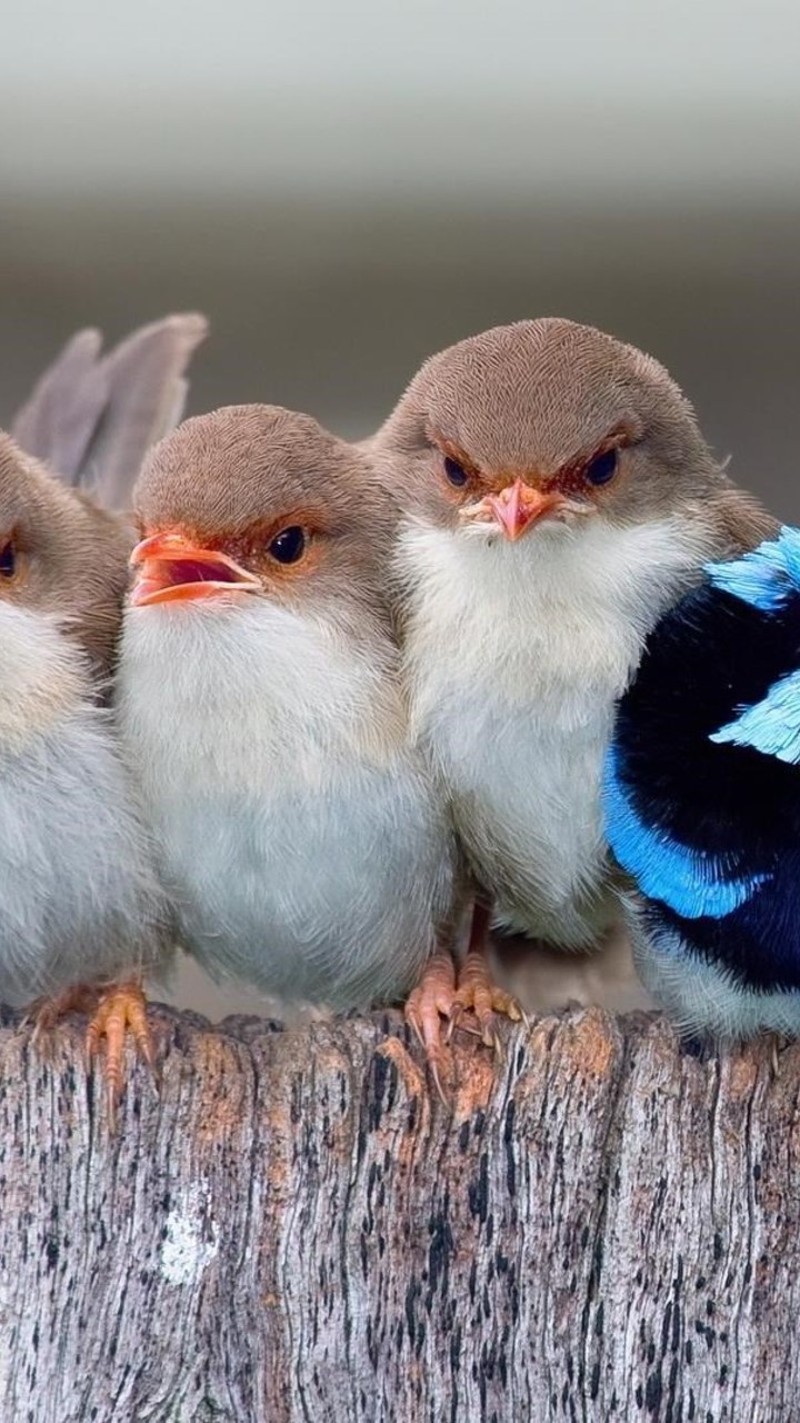 Cute Birds Wallpaper