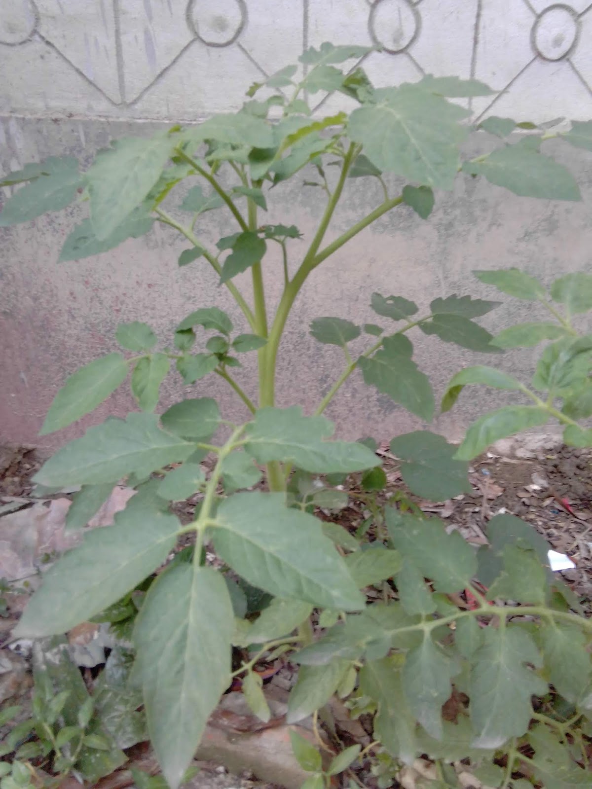 Worldwide Photographer How does a tomato plant look like?
