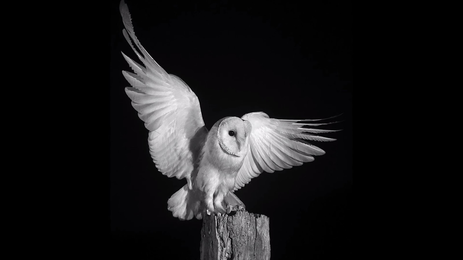 Image Result For Photographing Owls At Night Field Herp Forum Image Result For Photographing Owls At Night Field Herp Forum
