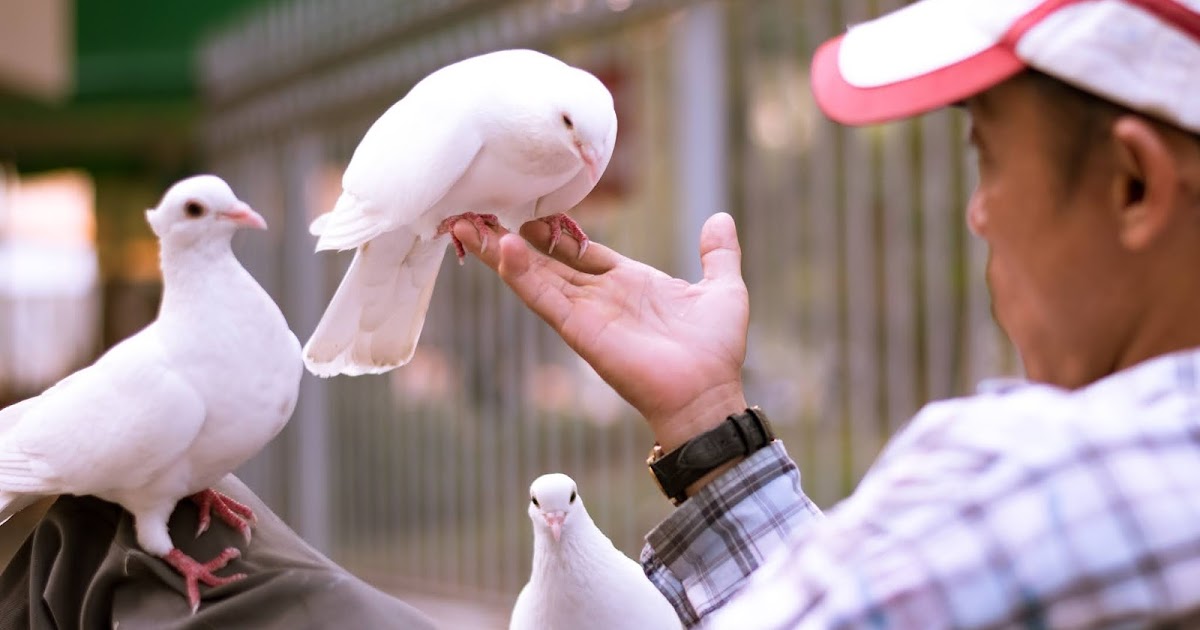 47 Mimpi burung merpati hk