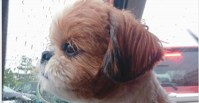 Dicas para deixar o seu shih tzu sozinho em casa com segurança