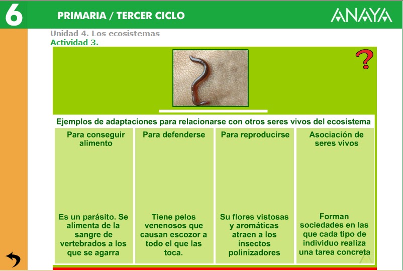 6º A Adaptaciones De Los Seres Vivos Para Relacionarse